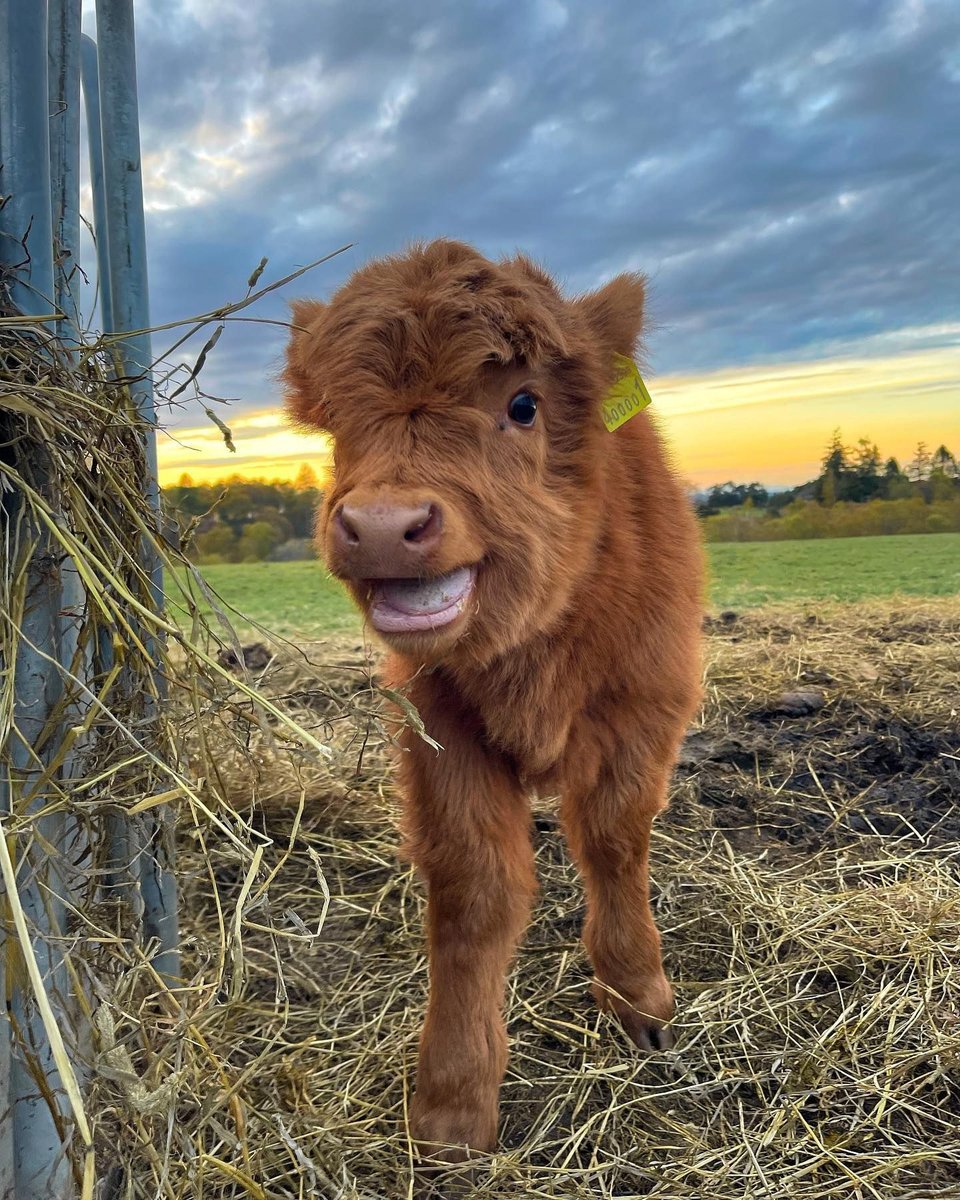 What a coo-tie! 😍 New arrival Nala is a natural at striking that quintessential #Coosday pose 🥰

📍 Fogwatt, Visit Moray Speyside
📷 Instagram.com/birkenbraehigh…
— in Fogwatt.

Top 10 Places to visit in Scotland lovetovisitscotland.com/top-10-places-…