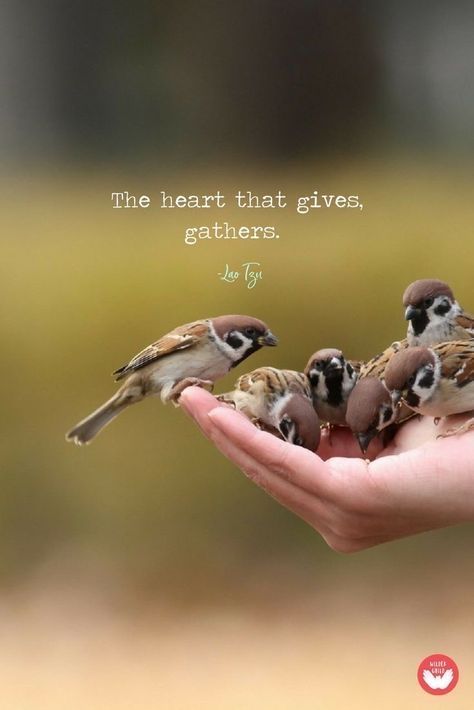 The heart that gives, gathers. Lao Tzu