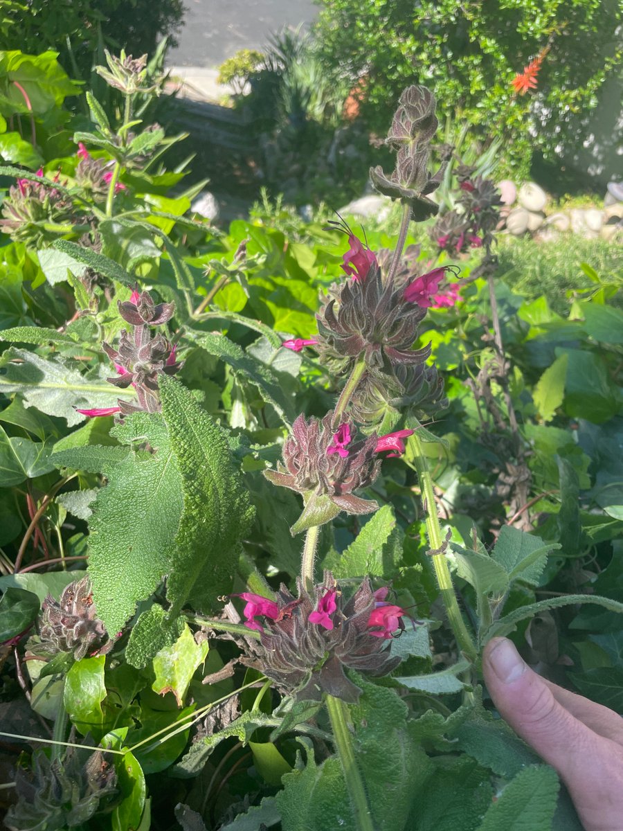 Trying to liberate this huge native hummingbird sage I found fighting its way through the ivy