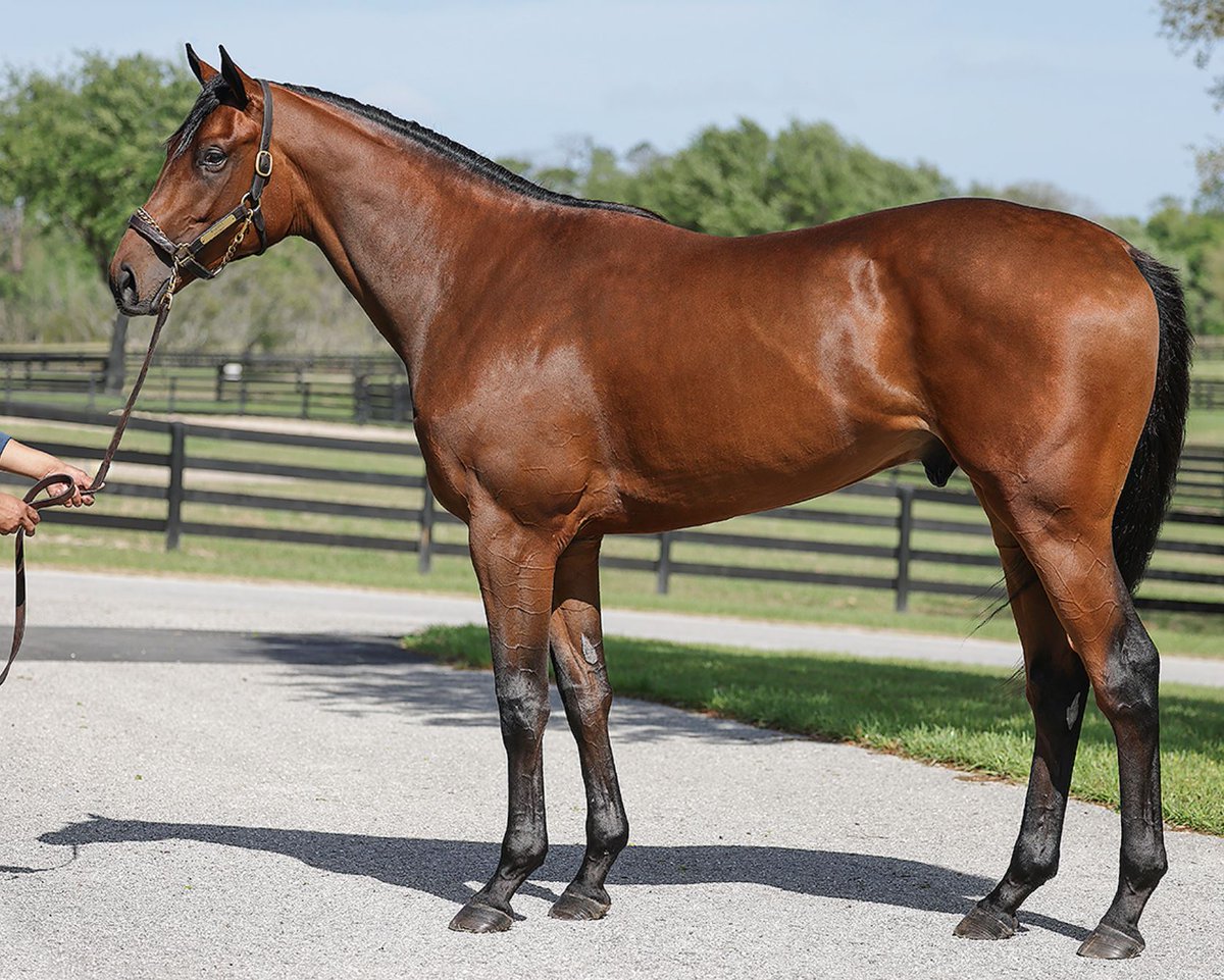 🔥Hip 891, a $550,000 colt by #Nyquist, topped the third day of @OBSSales Spring! 🏇Consigned by @WavertreeInc, the 2yo was purchased by @DonatoLanni agent for @ZedanRacing. 🏇Juveniles by Nyquist have also brought $675,000, $550,000, etc.