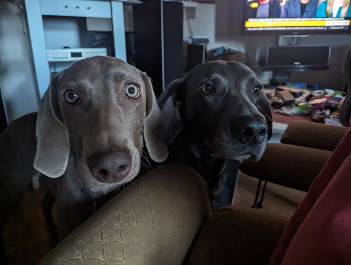 Where's supper? #Xena #Kooper #weimaraner #rescues