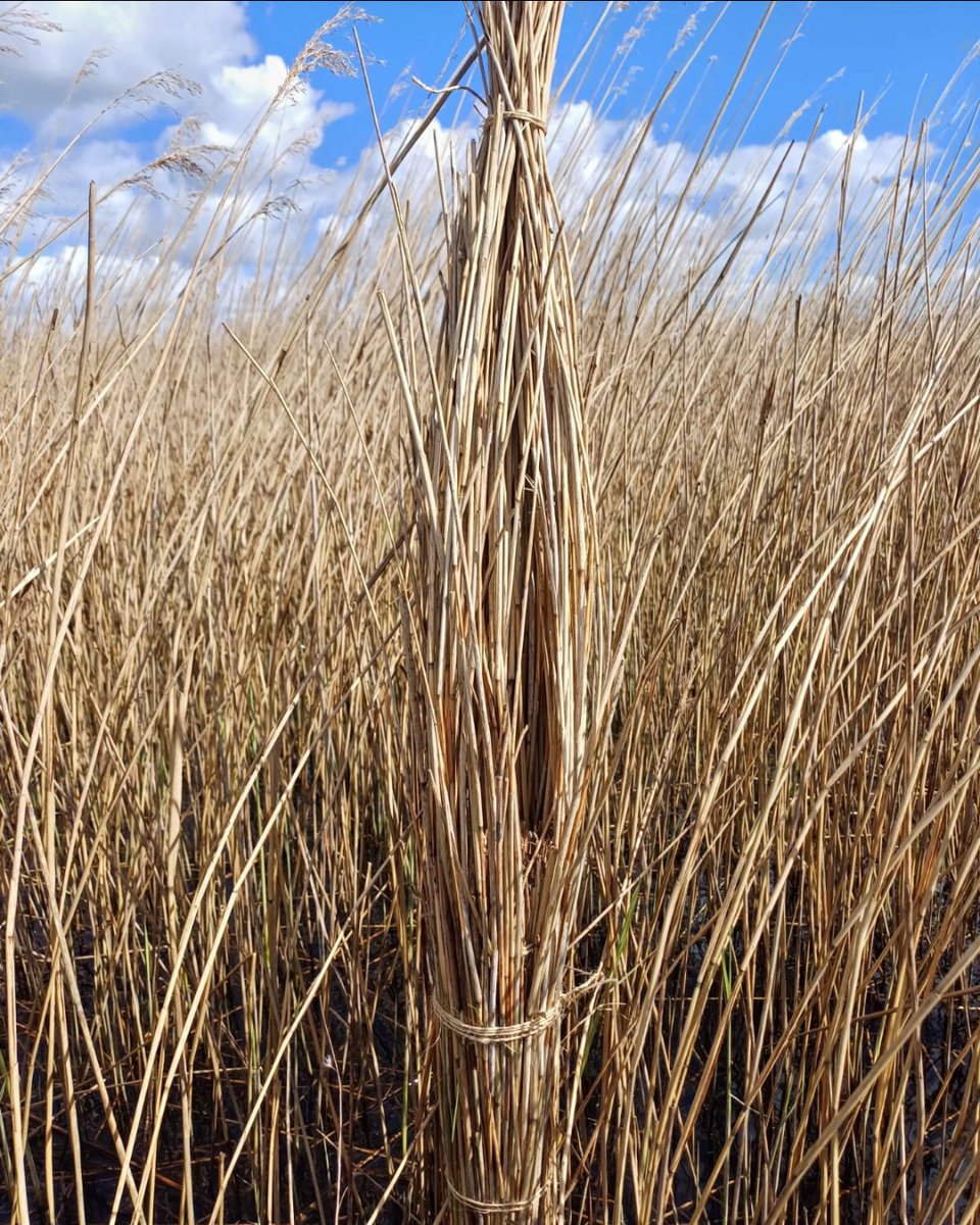 💪 Our team at Farlington Marshes have been hard at work installing some bearded tit nest spots in the reedbed to compensate for the wash out last week. 🤞 The Farlington team have given these birds another chance to nest on the reserve this year!