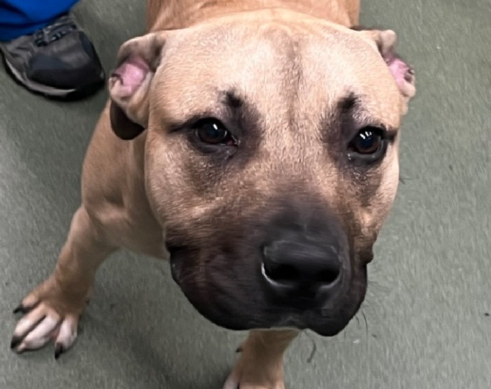 Pop Tart 197666 arrived in NYCACC with the best behavior rating on April 12. Fast forward 6 days and he knows he's not in a place of safety and is now TBK Saturday. Arriving as a loose and wiggly stray, he takes treats gently and approaches with a wagging tail, but he's extremely…