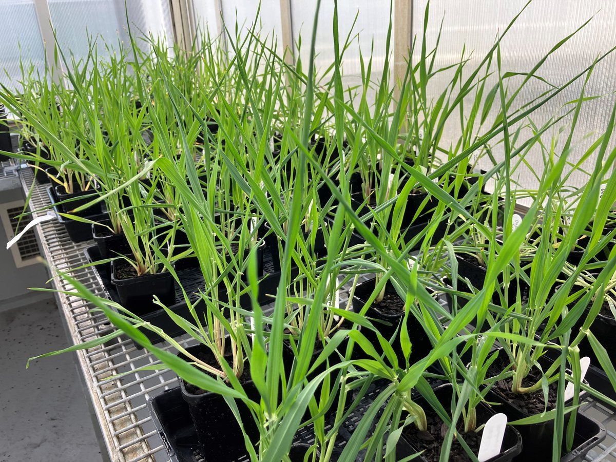 Beautiful barley @ourANU! Awesome to have access to the OzBarley resource for diving into new research on canopy architecture traits @AustPlantPhenom @theGRDC