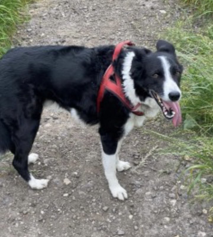 ROBBIE missing #Girton #NOTTS #NG23 CENTRAL
19/4/24 

Male / ELDERLY #Bordercollie black&white 
Tagged/chipped/neutered 

Wearing red collar 

doglost.co.uk/dog-blog.php?d…

@GirtonCollege @GirtonCc @Girtongolfclub @girtonutd @nottslive @JacquiSaid @thedogfinder @juliagarland73 @bs2510