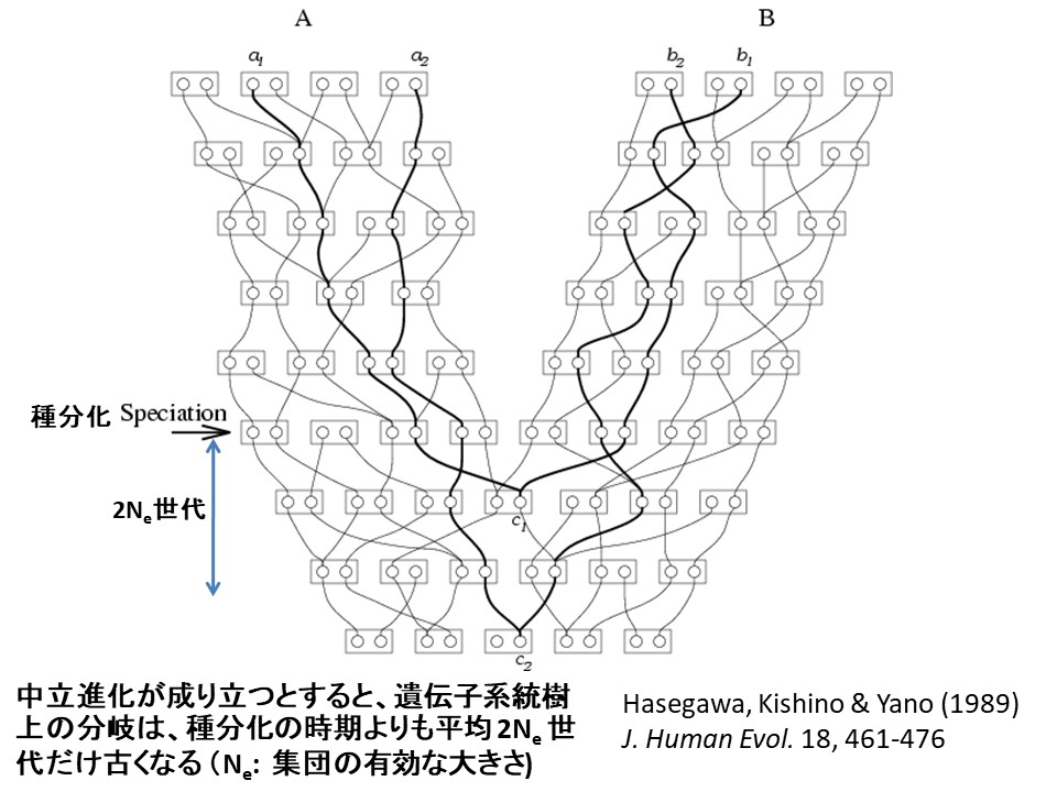 交雑で新種が生まれるというと、１つの種から分岐を繰り返す系統樹は成り立たないと考えるかもしれないが、系統樹はあくまでも長い時間スケールで見た近似的な表現。交雑がなくても、種集団には遺伝的に多様な個体が含まれるので、種分化のあたりを拡大してみると、分岐した時期が遺伝子ごとに異なる。