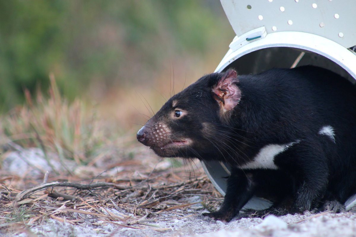 📢 Interesting new devil AND quoll relevant research led by @Olivia_C_Bell Study of devil/quoll diets found that DFTD-induced devil declines have had little impact on the diet of either, BUT human habitat modification reduces diet breadth of both 👇 link.springer.com/article/10.100…