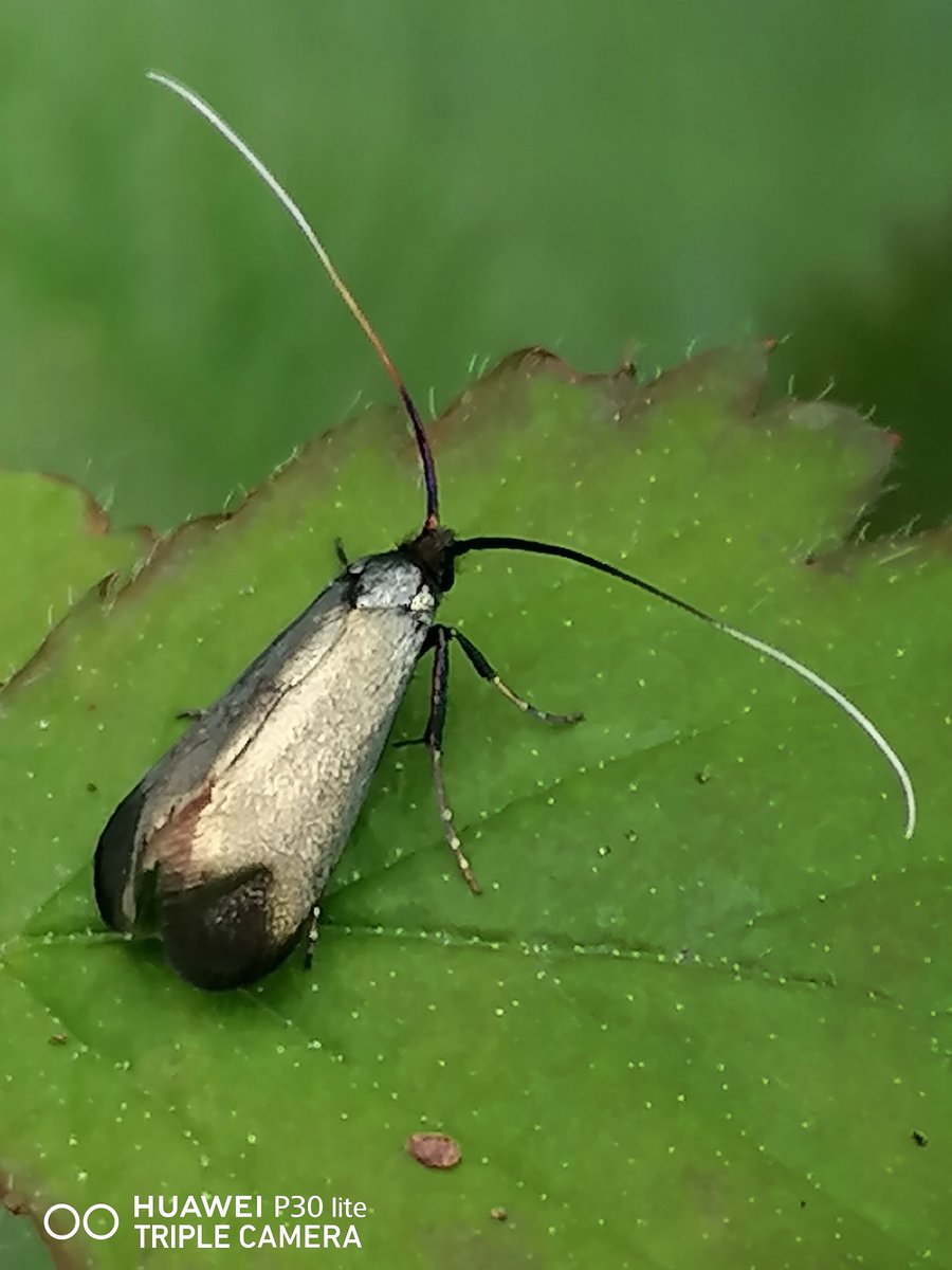 Great to see Green Longhorn Moth Adela reaumurella local Woodland, dazzling colour. Blue Purple Orange White Brown & Black antennae, Silvery Green wings, Ginger head. From Fairy Moth Family, they certainly waved a magic wand on this Beauty! @BritishMoths @s4r4h_l #MothsMatter