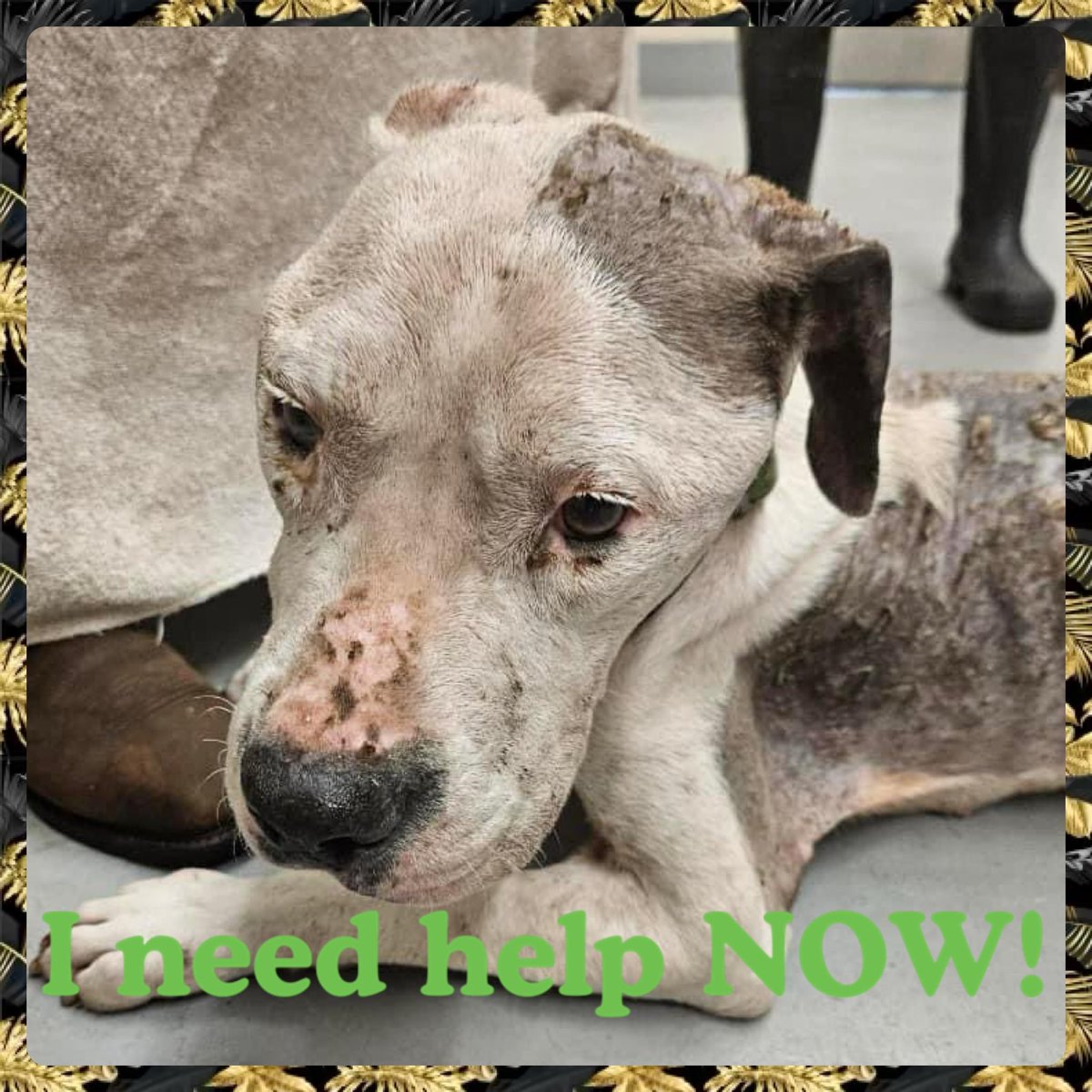 🆘⛑️#MEDRESQ needed NOW for poor KONG #A304336 found on the road EMACIATED, DEHYDRATED, HAIR LOSS all over, possible mange,eyes DISCHARGE😭Just skin and bones 😢This doesn’t happen from one day to another. M/chipped but impossible to contact owner. Did he/she DUMPED this poor