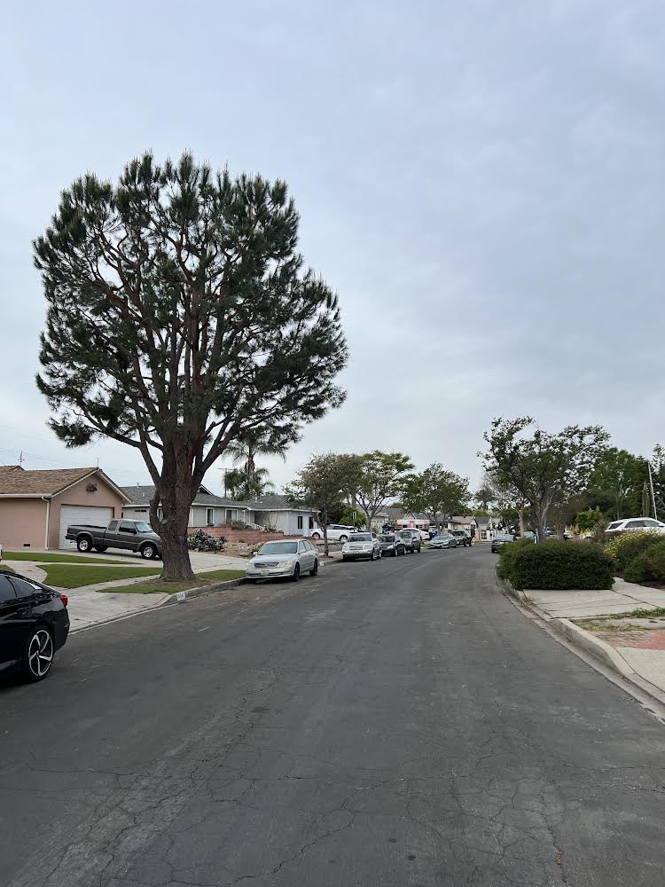 StreetsLA is committed to maintaining LA's tree canopy of ~660,000 street trees. Thank you to our Urban Forestry Crew 78 for completing a tree trimming project on Bassett Street in #CD3! #AtYourService @LACityDPW