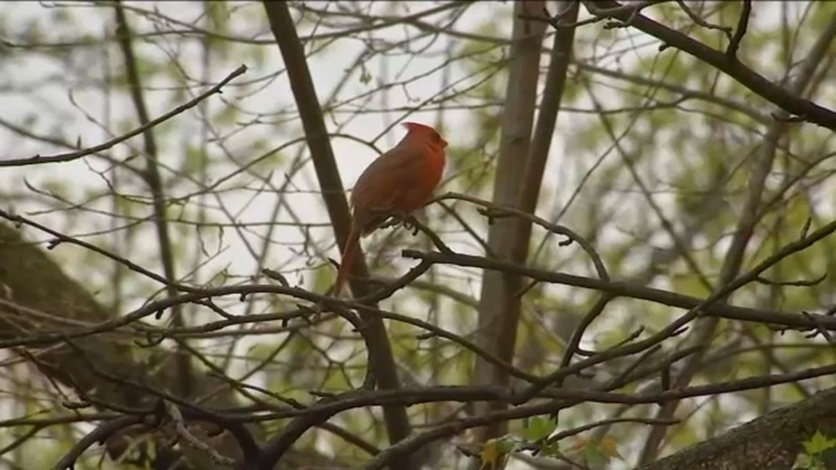 Why Central Park is a bird watching hotspot amid migration season abc7ny.com/central-park-b…