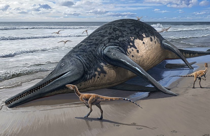 This is one remarkable Ichthyosaur painting by artist Sergey Krasovskiy. Incredible composition. Appearing alongside an article about an equally remarkable fossil discovery by then 11-year-old Ruby Reynolds. nytimes.com/2024/04/17/sci…