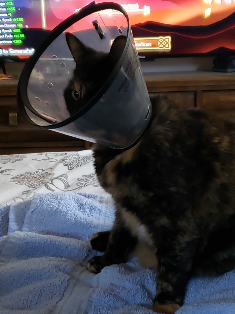 My poor cat had to go to the vet today and is dealing with the cone of shame for the next couple weeks. Does anyone have any tips on how to help your animal be comfortable while they wear this?