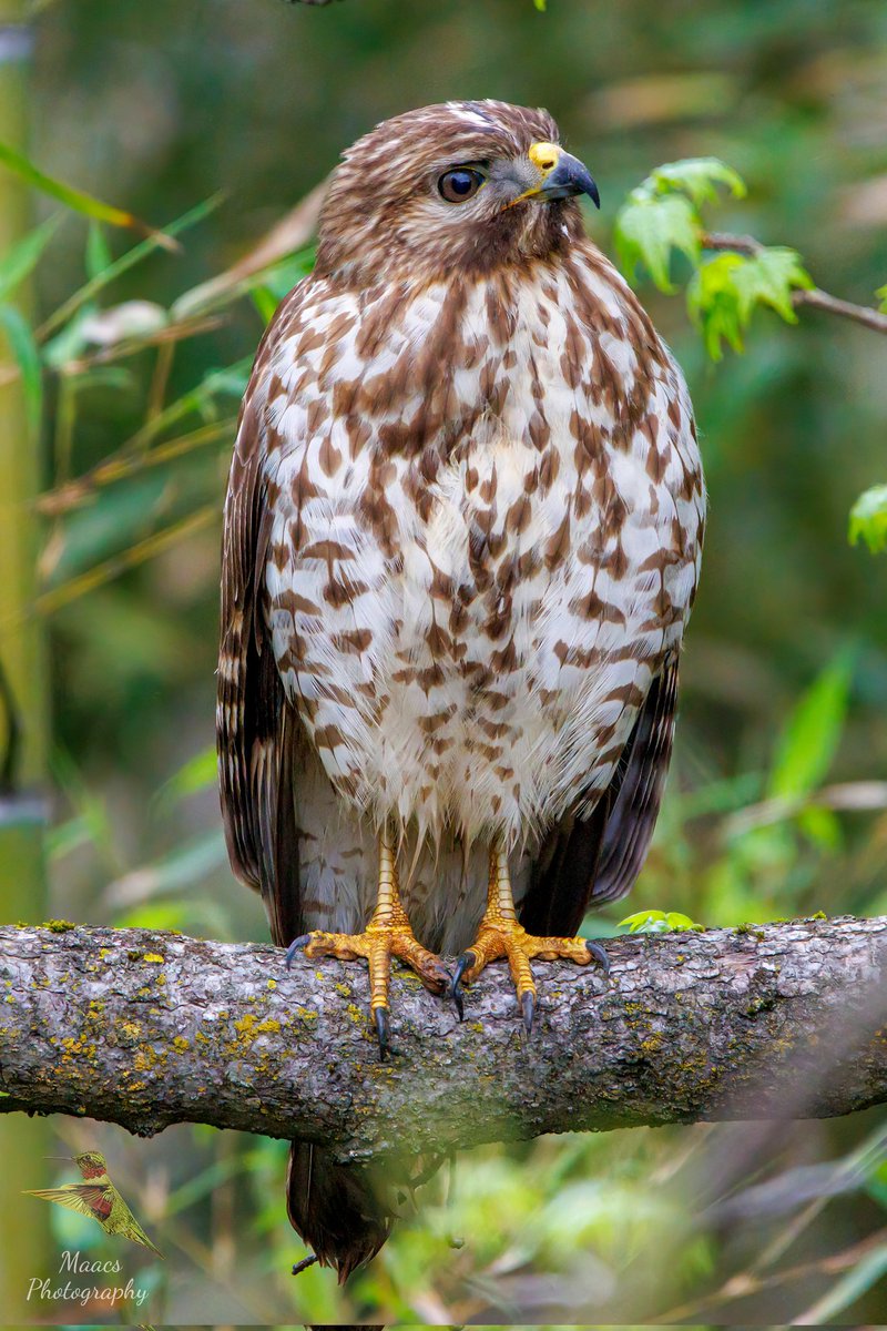 I caught this young #RedshoulderedHawk (#Buteolineatus) by my house. awkward teen stage 😆.
#Canon EOS R7 
Sigma 150-600mm C 
.
.
.
#ShotOnCanon 
#redshoulderedhawks #Accipitridae #raptor #birdsofprey #birdphotography #birdwatchers #birdenthusiast #ornithology