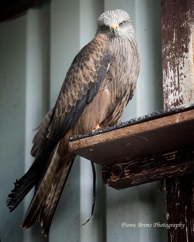 The gorgeous Annie 💖

📸 @fionabrimsphotography 

#annie #blackkite #milvasmigrans #kite #birdofprey #raptor #birdlovers #animallovers #worldofwings 
#birdofpreycentre #scotland #thingstodo #visitscotland #dayout