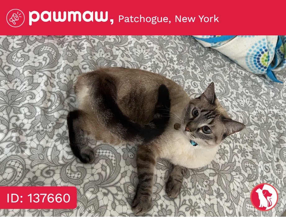 Isis - Lost Cat in Patchogue, New York, 11772

More Details:
pawmaw.com/lost-isis/1376…

#LostPetFlyers #pawmaw
#LostDog #LostPet #MissingDog
#LostCat #FoundDog #FoundPet
