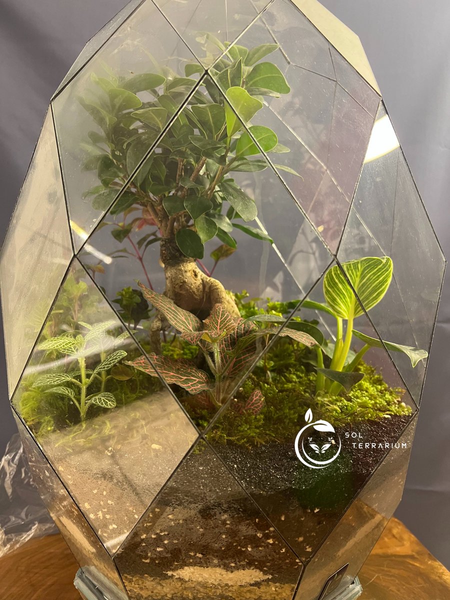Sol Atrium Sol Terrarium (@Sol_Terrarium) / Posts / X