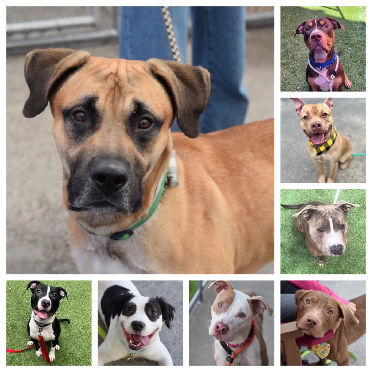 TomJumboGrumbo's tweet photo. Butch, Princetopher, Rooster, Latte, Star Sign and Penguin join Penelope and Koba to be DELISTED in preparation TBK anytime in NYCACC. Please help us help them: repost/share and pledge if you're able, email keitholbermanndogs@gmail.com if you can help anyone. Thank you.
Butch: https://t.co/ZYQFFTw438
Princetopher: https://t.co/9i7vqIp4E1
Rooster: https://t.co/FDA8crdP0c
Latte: https://t.co/TJ6N5cut65
Star Sign: https://t.co/9e2OfdO1hG
Penguin: https://t.co/coPjAtb3Ub
Penelope: https://t.co/ByReywagRj
Koba: https://t.co/l6ss6RJKJO