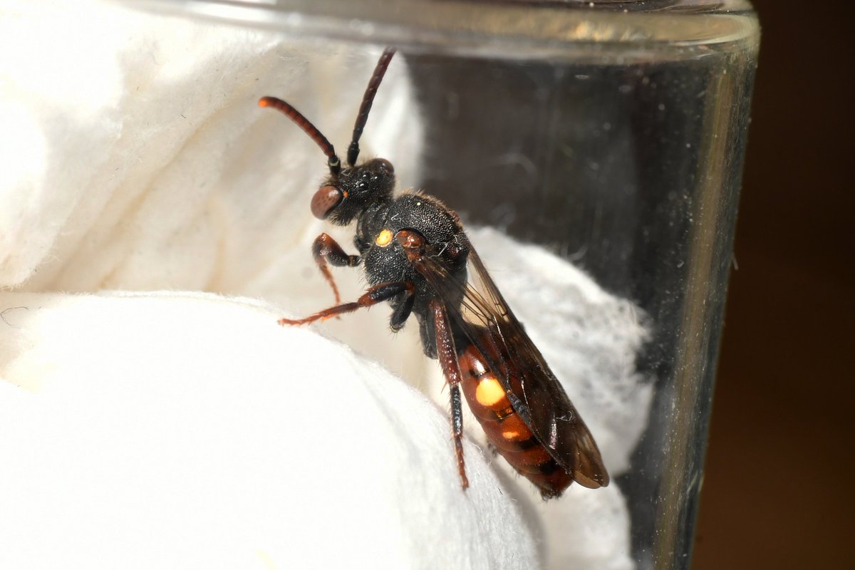 An added bonus was that we found just the second known population of Yellow-shouldered Nomad Bee (Nomada ferruginata) in the vice-county of Glamorgan (VC41). This bee is the specialist cuckoo of the Small Sallow Mining Bee (Andrena praecox).