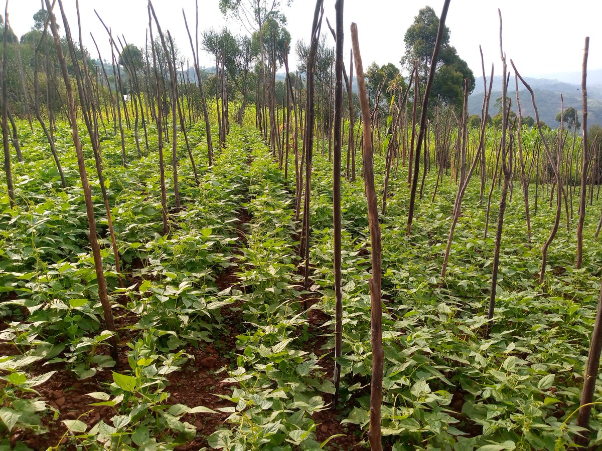 LINE PLANTING IN CLIMBING BEANS:
- Line planting reduces the wastage of seeds during sowing.
- Eases field practices like weeding, staking & spraying.
- Eases crop scouting for diseases and pests since it allows free movement between crop lines.

Like & Repost.
#LetsFarmTogether