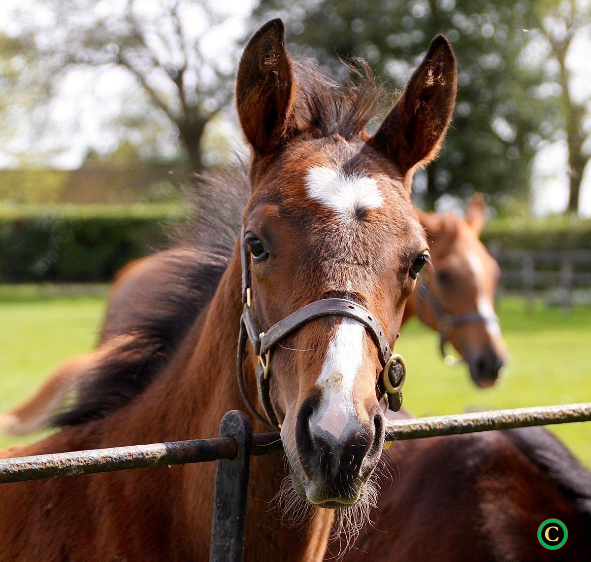 Happy #FoalFriday 🐎 What a character! 🤩