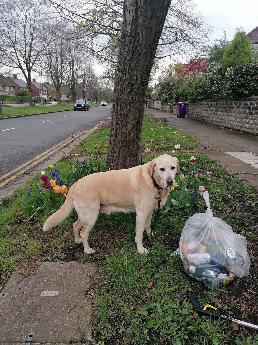 Karen & @guidedogs Arrow went wombling along Mather Ave The tulips are stunning He's asked us to let you all know his birthday is in August - in case you want to start saving towards his gift 🦴 #pennylanewombles #litterpicking #sustainable #gogreen #savetheplanet #beatles