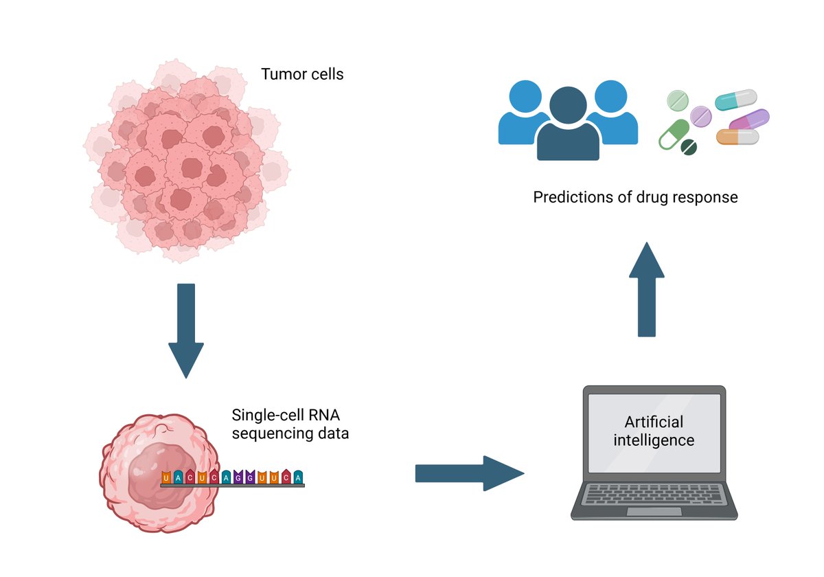 NCI researchers have developed an #ArtificialIntelligence (#AI) tool that uses data from individual cells inside tumors to predict whether a person’s cancer will respond to a specific drug. spr.ly/6012bM1Zs #AI4CancerResearch