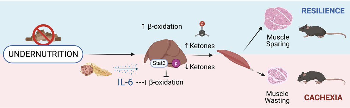 STAT3 activation in the liver drives muscle wasting and impaired ketogenesis in #cancercachexia. My first paper as a postdoc now published in @JCSM_cachexia with @GrossbergLab ➡️onlinelibrary.wiley.com/doi/10.1002/jc… @OHSUNews
