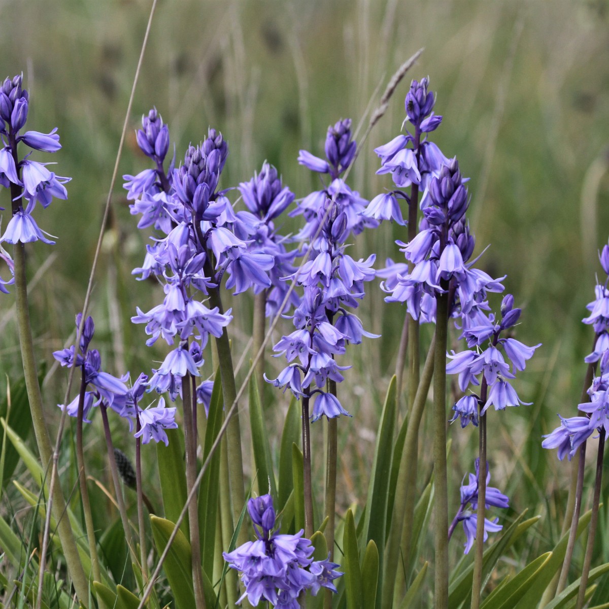 How to tell native bluebells from Spanish bluebells: Native bluebells are deep blue-violet in colour, with slender flowers that curl back at the edges and adorn droopy stems. Spanish bluebells are paler in colour, with broader bell-shaped flowers on upright stems.