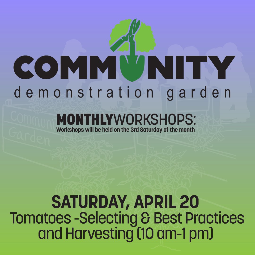 Our April workshop at Moreno Valley’s Community Demonstration Garden will take place on Saturday, 
April 20th (Earth Day), from 10 am to 1 p.m. Join us to learn best practices for selecting and harvesting your tomatoes.
.
.
#moval #morenovalley #demogarden #gardening #ilovemoval