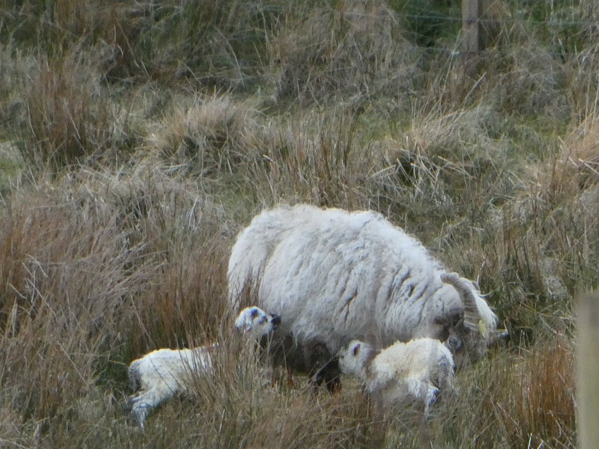 Friddy (Kornelie's mother) has just popped out a lovely lively pair of good sized twins. Quick labour- she's got them in a well sheltered spot. Great mother who has had twins before so they should all be fine in that spot overnight. Father is Corin, same as for Kornelie's lamb