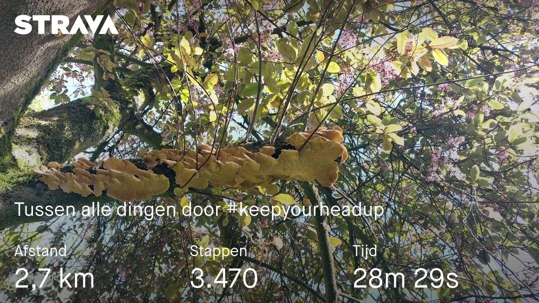 cloudtje1's tweet image. #keepyourheadup wandeling. Nu stand by. Bye bye 👋 strava.app.link/vGgFlor3TIb