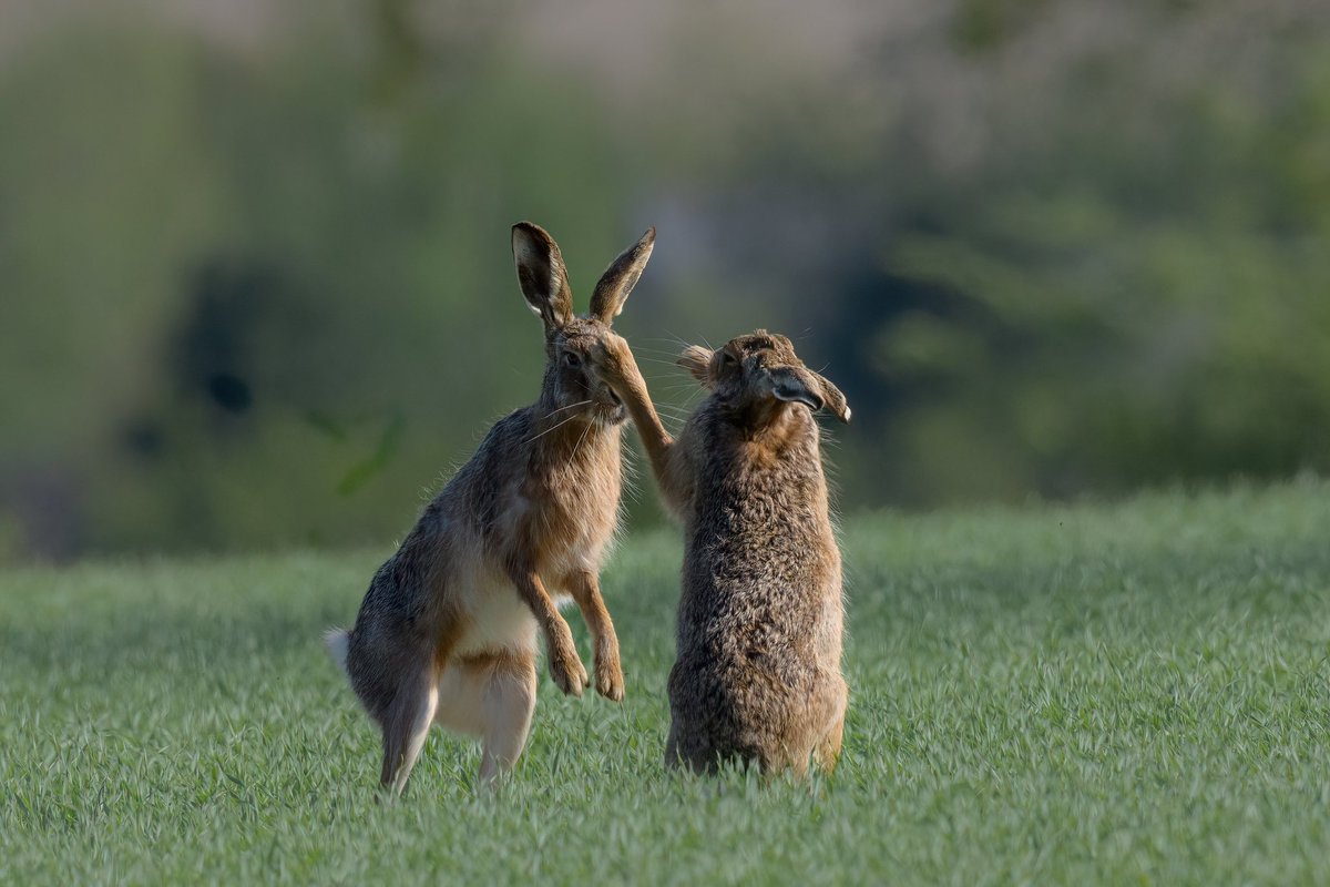 SW_PhotoNature's tweet photo. Take that Romeo!
#hare #brownhare #boxinghare #Springwatch #BBCWildlifePOTD #Norfolk #wildlifephotography https://t.co/94VuGuBlPh