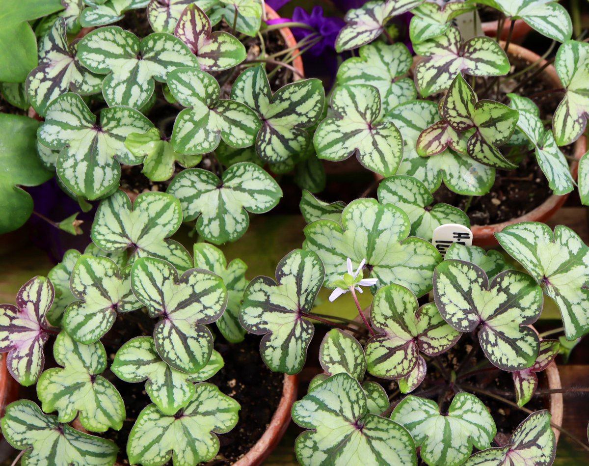 A lovely marbled leaf cultivar. Hepatica nobilis 'Stained Glass' @JohnsGardenAsh