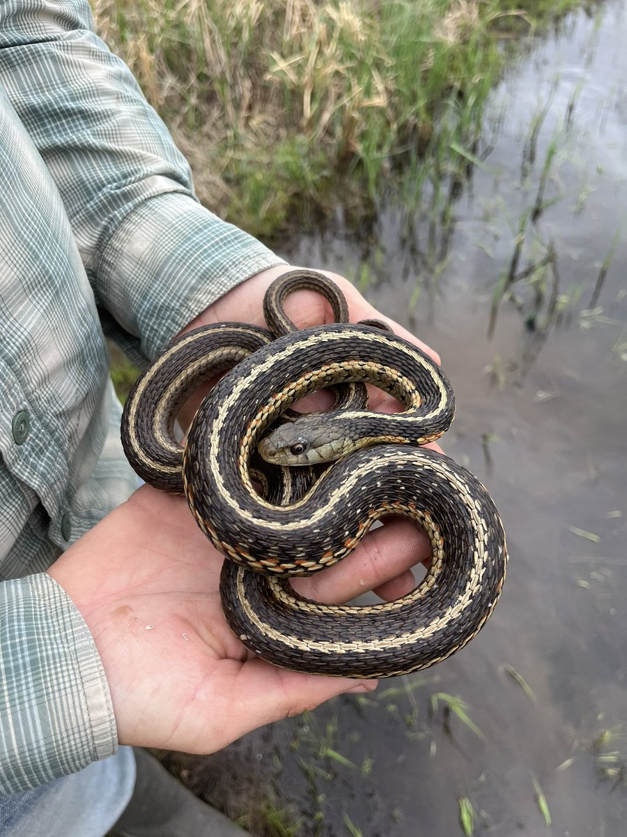 Thamnophis is a very special genus of snakes.