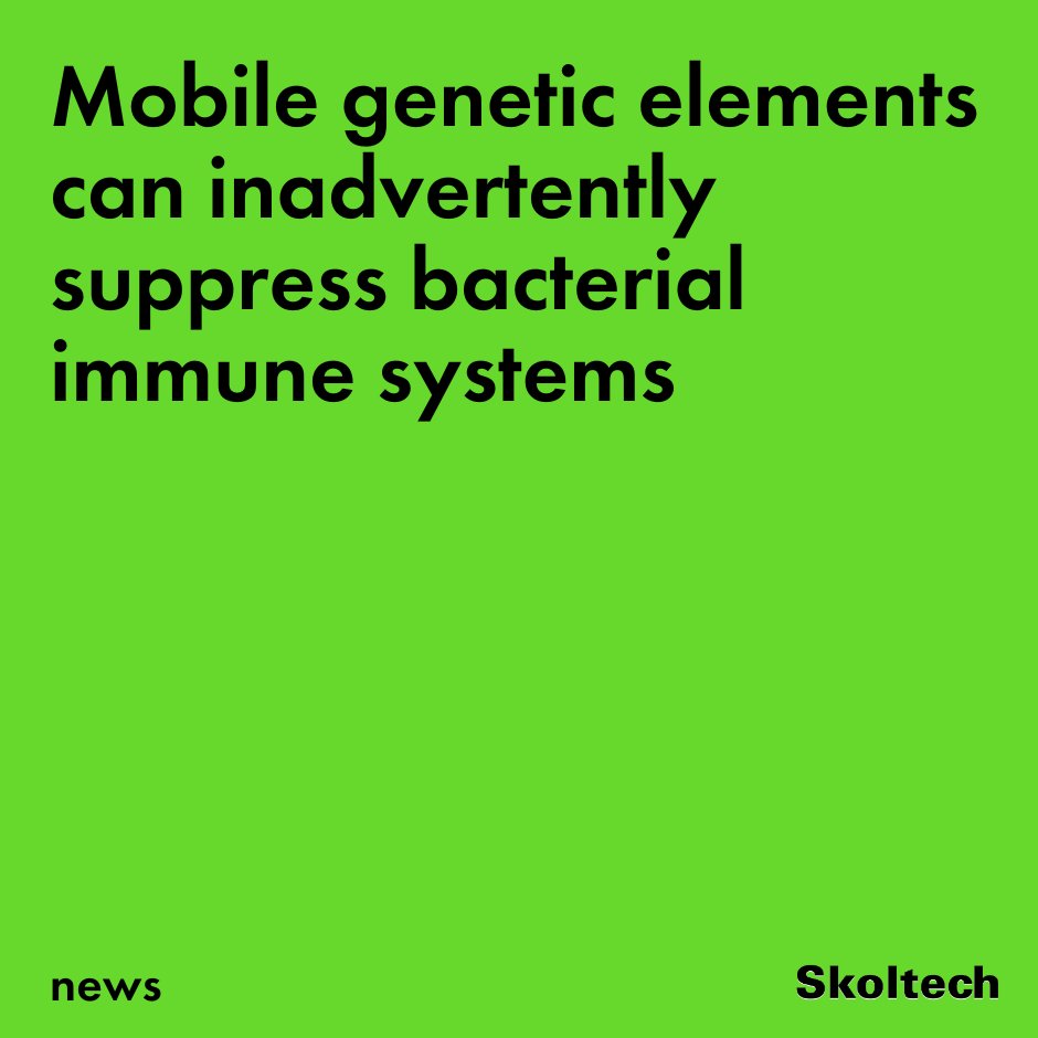 Skoltech researchers studied one of the first discovered bacterial immune systems, EcoKI, and found that the presence of plasmid DNA in a cell leads to the activation of restriction alleviation, a built-in immune suppression program: new.skoltech.ru/en/news/mobile…