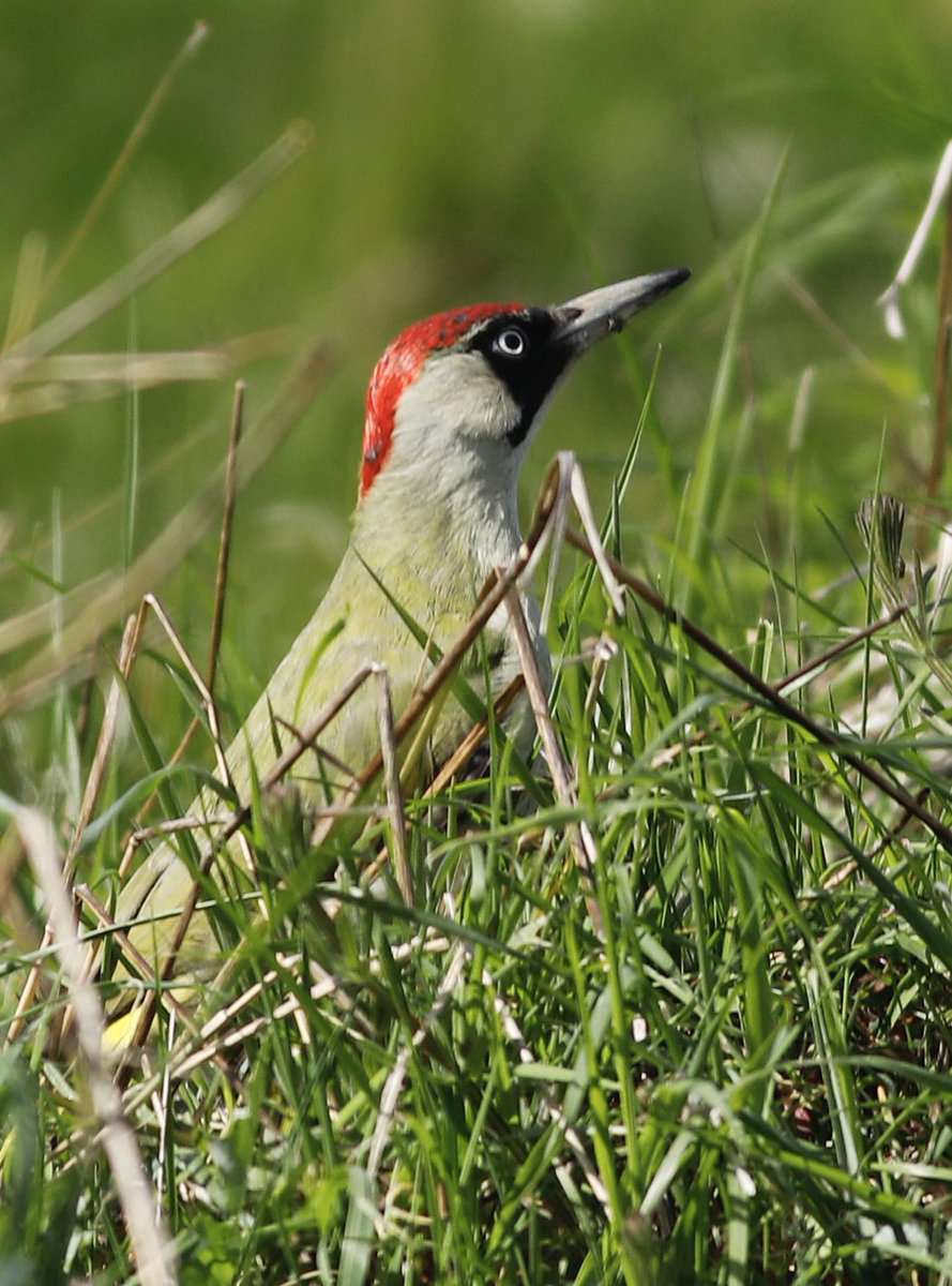 Green Woodpecker at Wanstead 18/04/2024