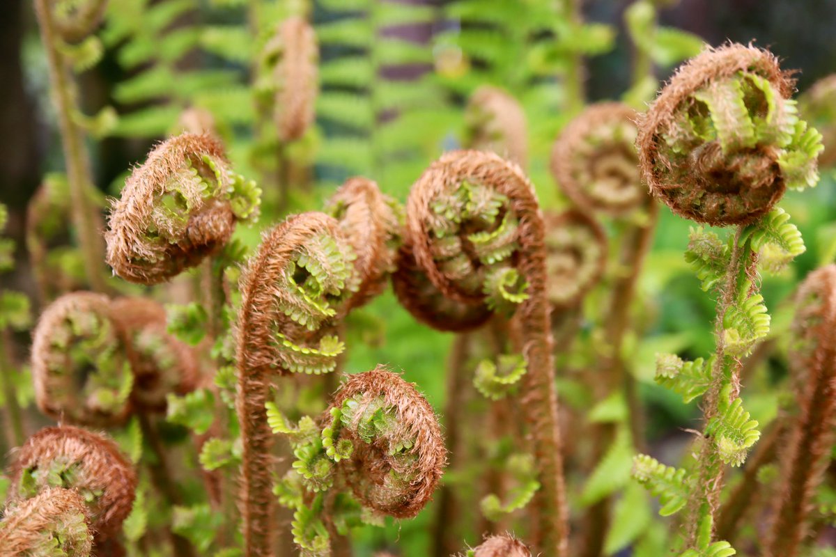 Unfurling fern fronds of Dryopteris affinis 'Revolvens'@JohnsGardenAsh