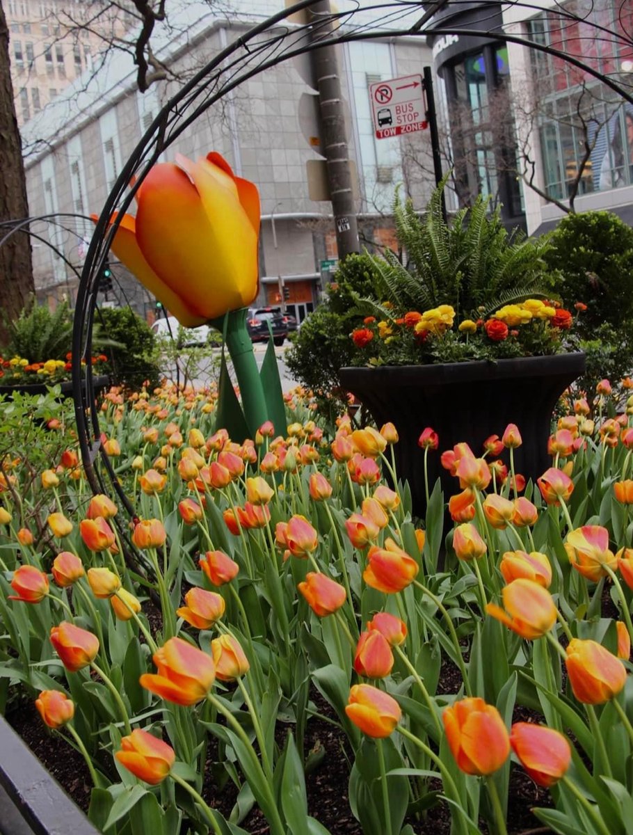 Chicago has its very own tulip! The Magnificent Mile Tulip can be seen blooming now at 625 N. Michigan! chicagostarmedia.com/candid_candace…