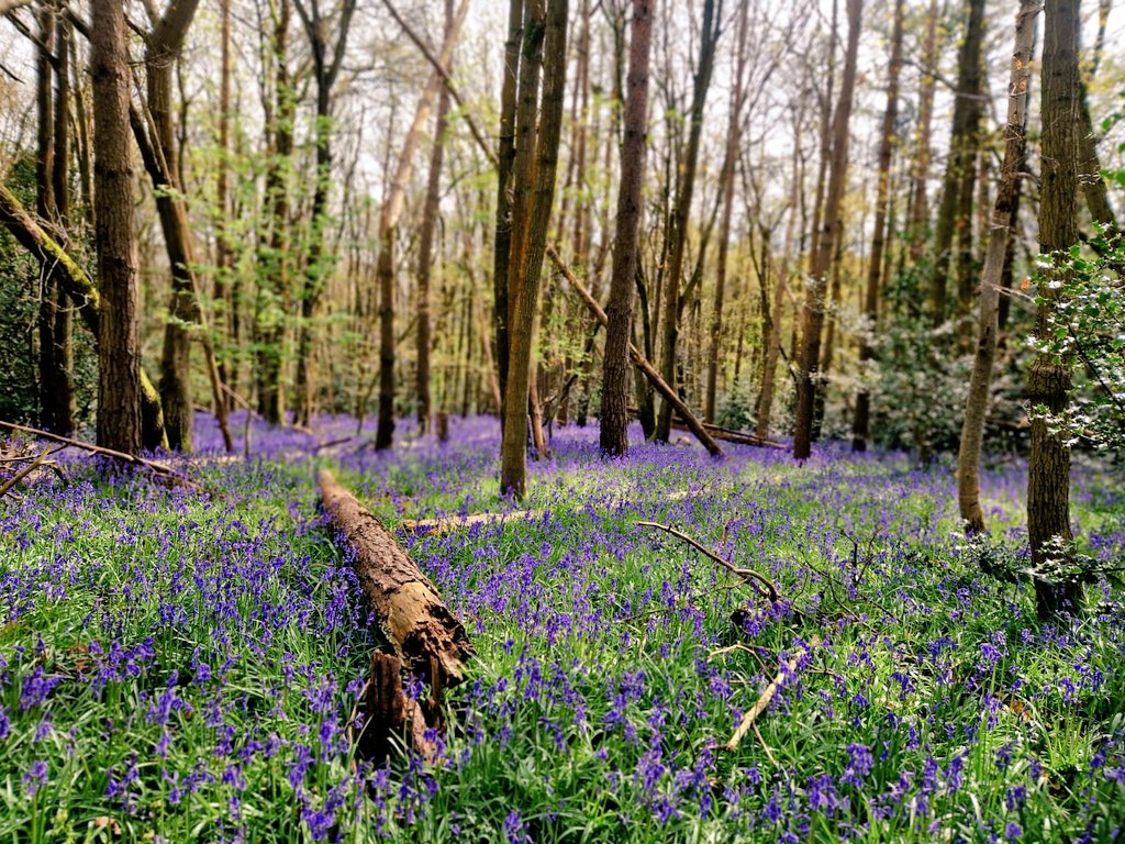 _davidjacques_'s tweet image. Bluebells at Hartshill Hayes.

#Bluebells #spring #tree