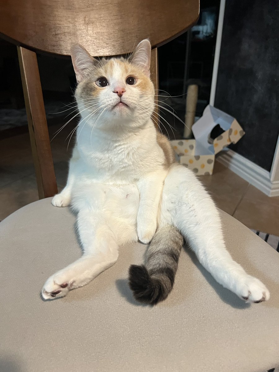 Panko A. Cat’s Mom tweet media