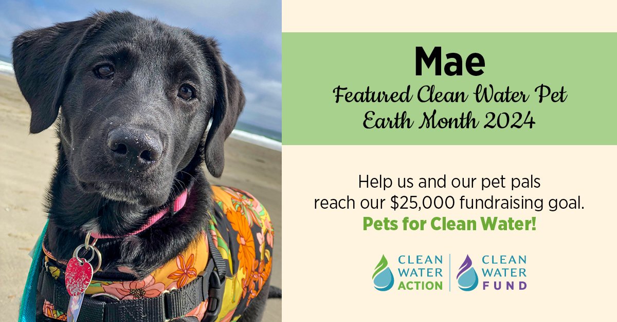 Mae is one of the newest additions to our staff #CleanWaterPets! Mae is just 4 months old, half lab, and according to Mom, '100% labradorable'. Help us reach our #EarthMonth goal and ensure safe water for all people and all pets in all communities! cleanwater.org/donate ♥️💧🐾