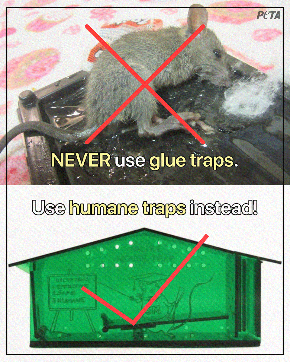 Glue traps are torture devices 🐭 Pro-Tip: Use humane traps instead 👉🏾 shop.peta.org/humane-smart-m…