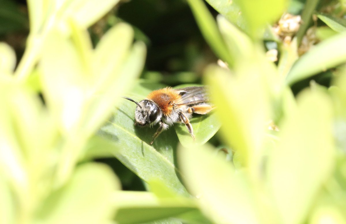 Female Andrena haemorrhoa sheltering from the wind in my Staffs garden 18/04/24 @SolitaryBeeWeek @StaffsWildlife @StaffsEcology #solitarybee #bee