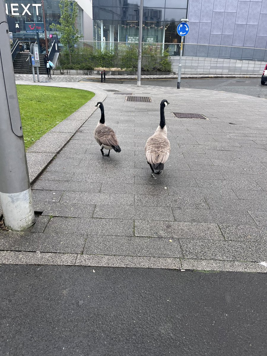 I saw these two as I was leaving N1R today, marching up and down. They looked quite the part and I was wondering if we’d invested in new security - Fortunately I had my lanyard on #movealongnothingtoseehere #quackers