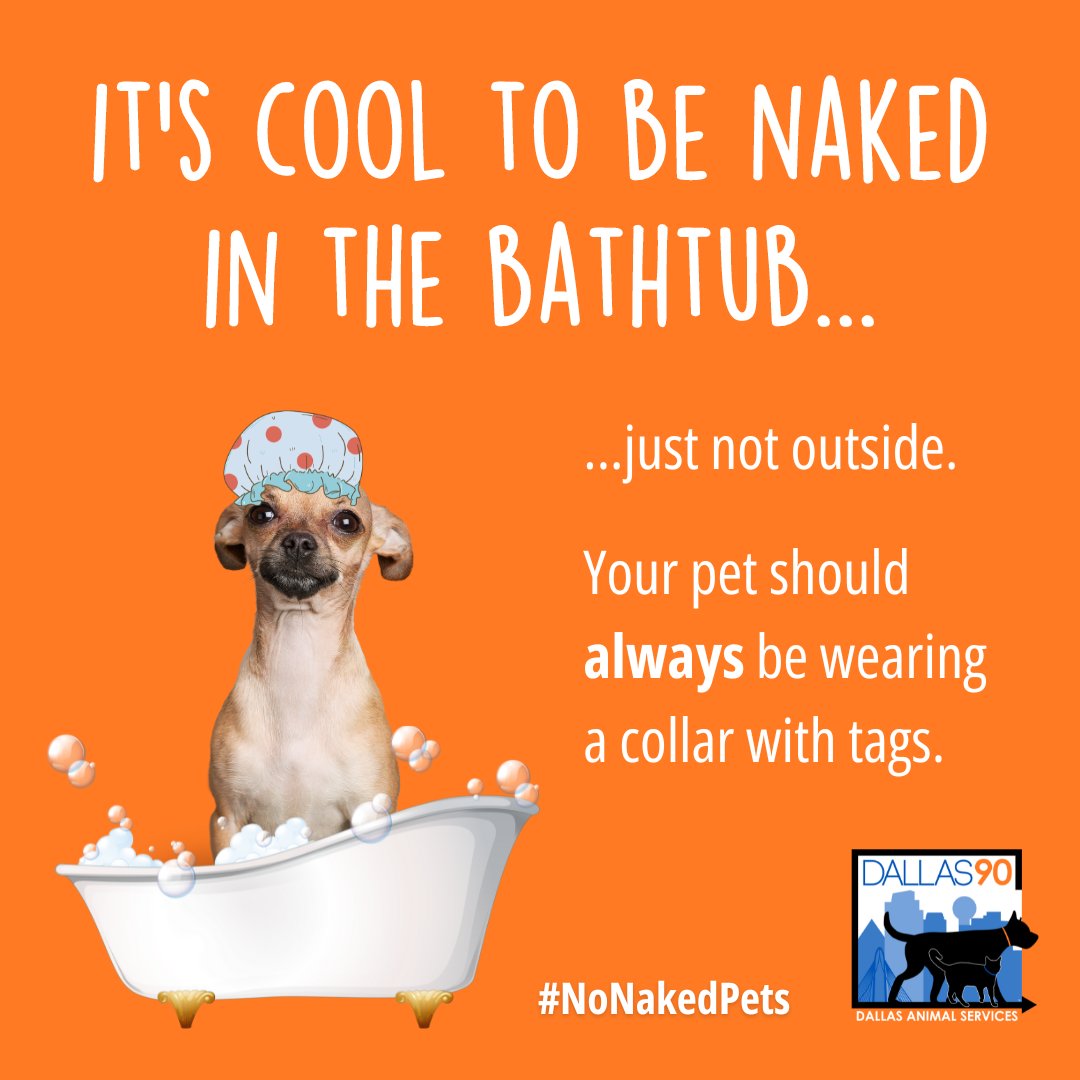 It's okay to be naked in your bathtub. It's not okay to be naked while out on a walk. Make sure your dog is wearing a collar & ID tags any time but bath time! Go the extra mile - get them a microchip for just $10 - appointments can be made at BeDallas90.org #NoNakedPets