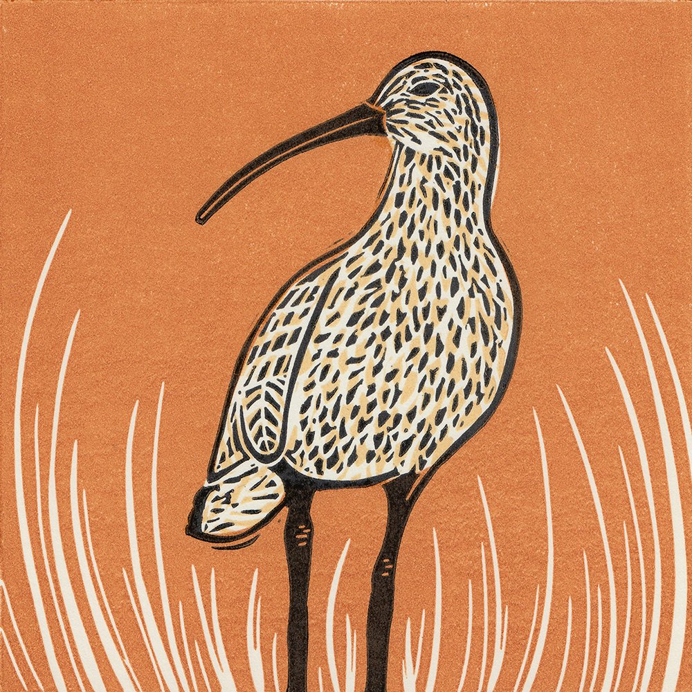 It’s #WolrdCurlewDay. #Curlews are on the red endangered list & need our help. Find out more at @CurlewAction @WCDApril21 #curlew #birdart #linocut #printmaking #originalprints #birds #birding #birdwatching #BirdsOfTwitter