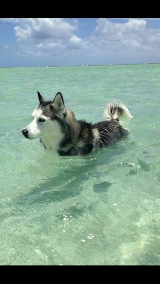 Beautiful companion enjoying the water today lol 🤣