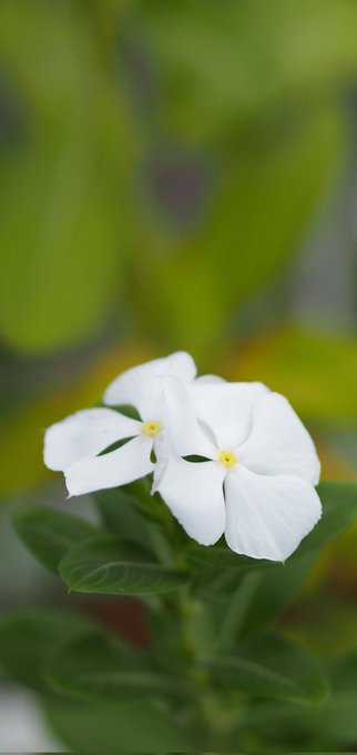 🌱🦋Trouvons une retraite dans la nature et nous y allons❤️🌱 https://t.co/ay8zwusTc9<a href="/tag/fridayfeeling"class="tags"><span>#fridayfeeling</span></a><a href="/tag/gymmotivation"class="tags"><span>#gymmotivation</span></a><a href="/tag/whatstrending"class="tags"><span>#whatstrending</span></a>