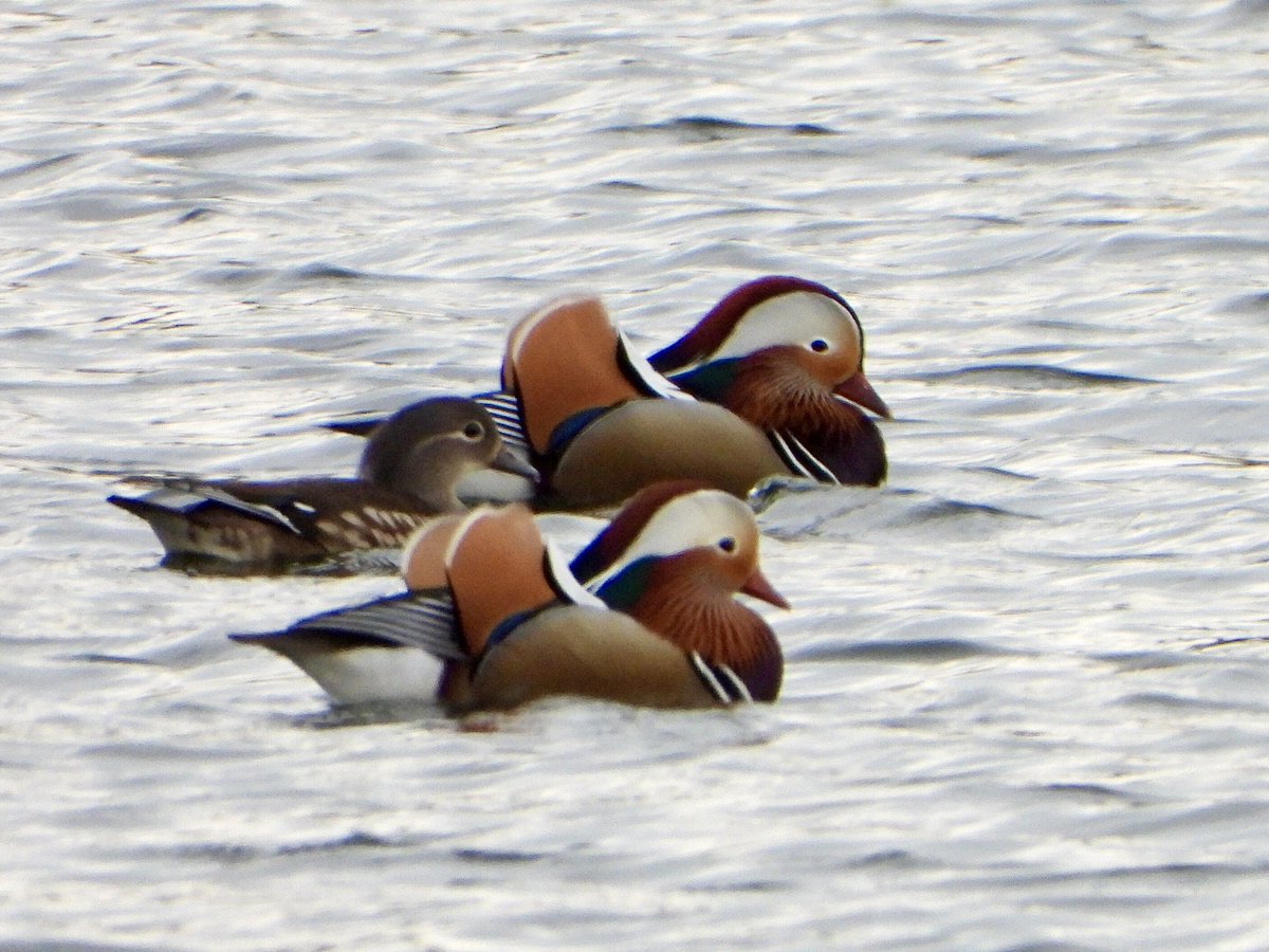 I was surprised when these 3 Mandarin Ducks dropped into Holme Lane GP this evening as they are not regular visitors to this site. @harbourbirds @DorsetBirdClub